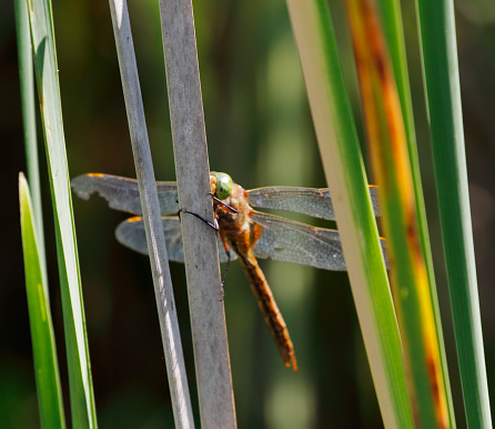 A brown and rather plain hawker, with largely clear wings and conspicuous green eyes. The yellow triangle on S2 is diagnostic, as are the colour and shape of the hind wing base. Males patrol marshy ditches, reedy lakesides and other lush, calm waters.\nField characters: Tot 62-66mm, Ab 47-54mm, Hw 39-45mm.\nHabitat: Ditches, marshes, ponds and lakes with rich vegetation. Favours swamps of Water-soldier (Stratiotes aloides) in most of its northern range.\nFlight Season: May to August in most of its range, most abundant in June; earlier than most Aeshnia.\nDistribution: Widespread but very local in much of its range, especially in south-west, often numerous where present. \n\nThis is not a very common Species in the described Habitats in the Netherlands, but the Species is the last Years quite common.