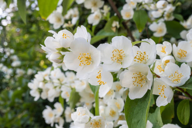 istock White jasmine flowers on a blurred background close-up 1501750317