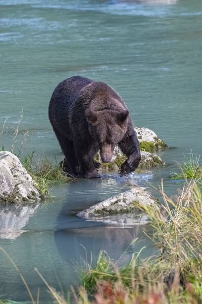 istock A grizzly bear walking in the river 1501751465