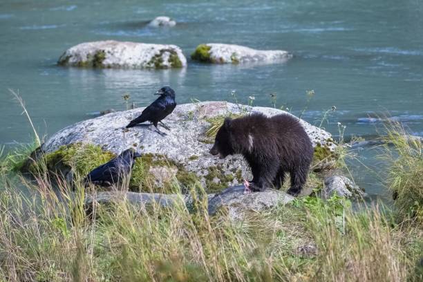 A young grizzly bear fishing salmon in the river in Alaska in fall, with a crow