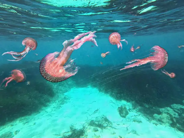 Dangerous jellyfish Pelagia Noctiluca under water surface spread in the mediterranean and become a plague.