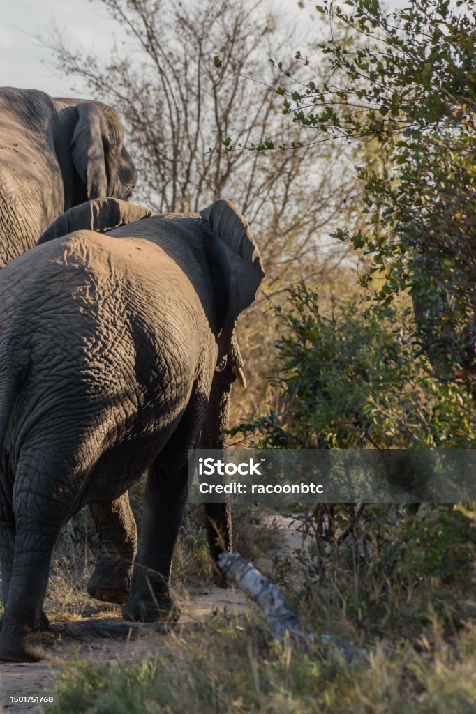 Los Elefantes Africanos Son Un Género Que Comprende Dos Especies De ...