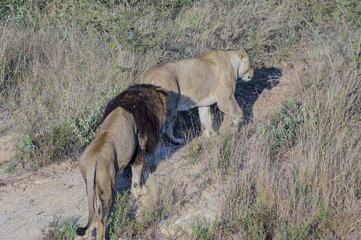 You can observe lions, near Hoedspruit, in South Africa