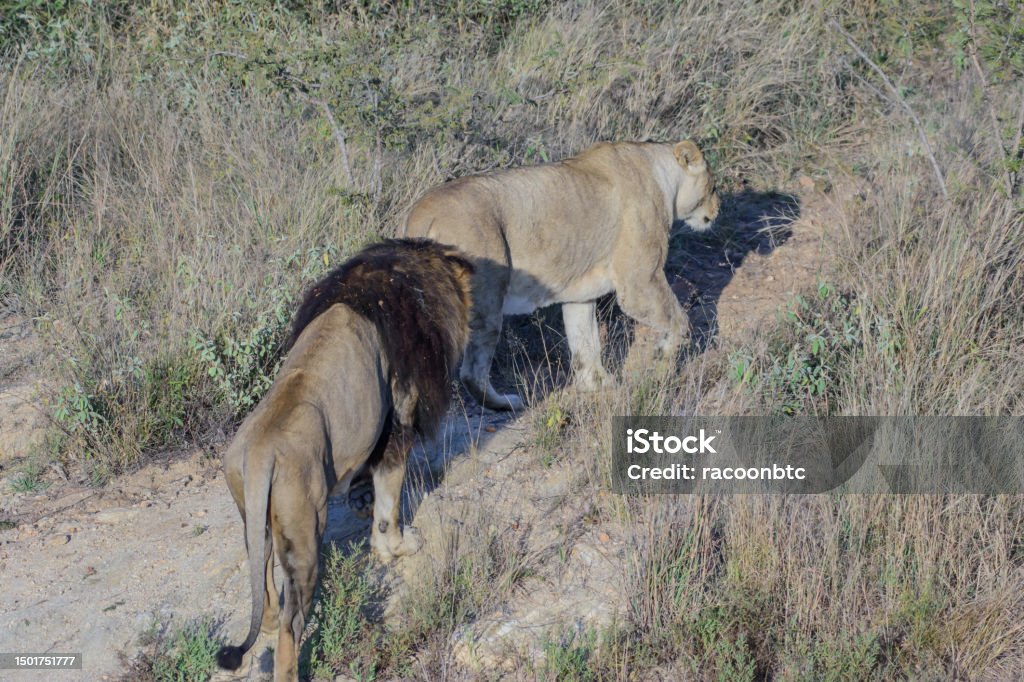 The lion, Panthera leo, is a large cat of the genus Panthera native to Africa and India You can observe lions, near Hoedspruit, in South Africa Animals Attacking Stock Photo