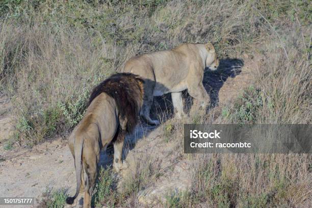 The Lion Panthera Leo Is A Large Cat Of The Genus Panthera Native To Africa And India Stock Photo - Download Image Now
