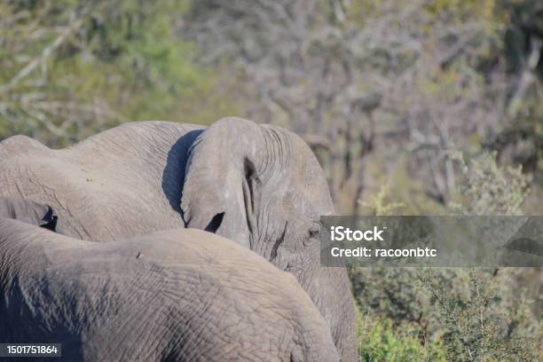 African Elephants Are A Genus Comprising Two Living Elephant Species The African Bush Elephant And The Smaller African Forest Elephant Stock Photo - Download Image Now