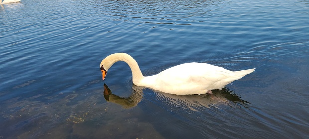 Swan in a lake looking at it's reflection in the water