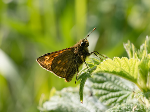 Large Skipper Butterfly, Ochlodes Sylvanus mating, Close up Butterfly crawling on a leaf in wild grasses at English Garden