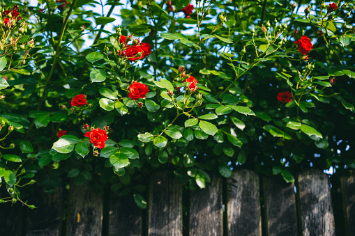 Wooden fence in the garden with blooming bright red bush rose hips. Summer floral background