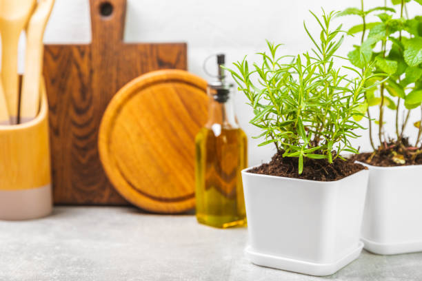 istock Assorted fresh herbs growing in pots against the backdrop of a kitchen interior. Green basil, mint. oregano, thyme and rosemary. Mixed fresh aromatic herbs in pots.Set of culinary herbs.Copy space. 1501755537