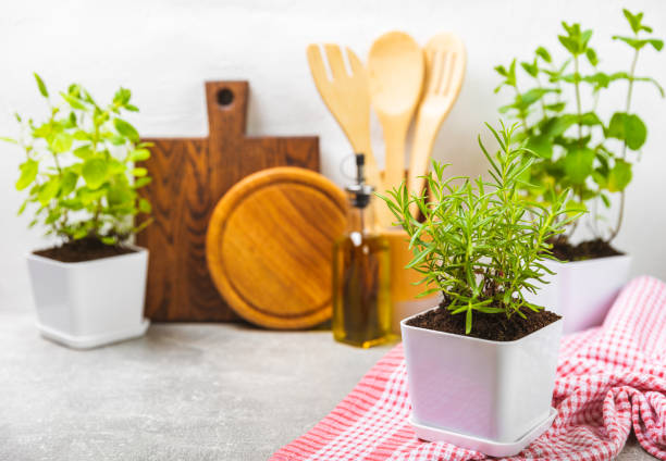istock Assorted fresh herbs growing in pots against the backdrop of a kitchen interior. Green basil, mint. oregano, thyme and rosemary. Mixed fresh aromatic herbs in pots.Set of culinary herbs.Copy space. 1501755538