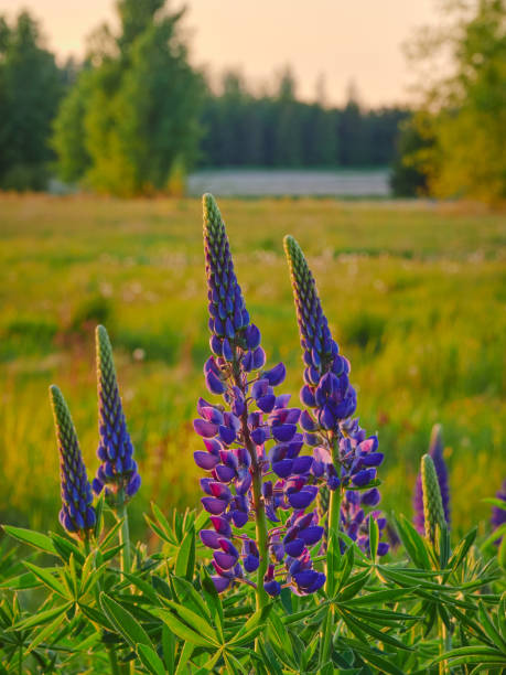 istock Purple lupins in warm rays of setting sun. 1501755707