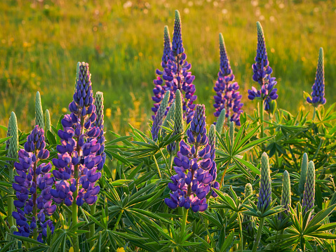 Purple lupins in warm rays of setting sun against background of field, countryside.