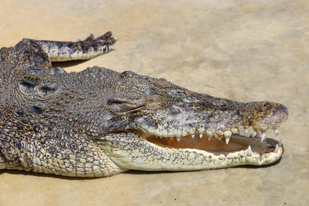 istock Close up crocodile is action show head in garden 1501755722
