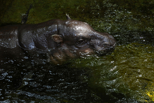 The baby Dwarf hippopotamus rest in water