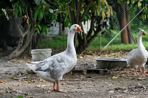 gray goose walking in farm at thailand