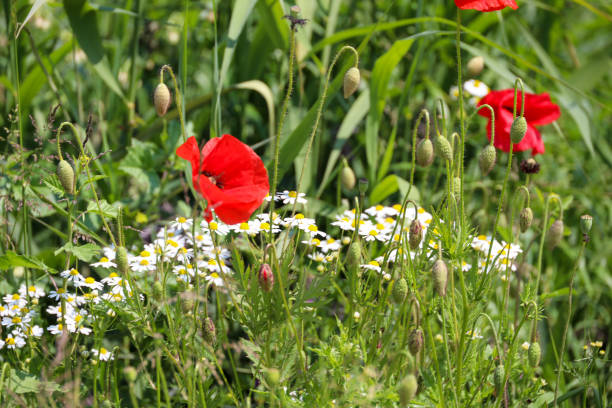 istock Poppy flowers in sunlight 1501755859