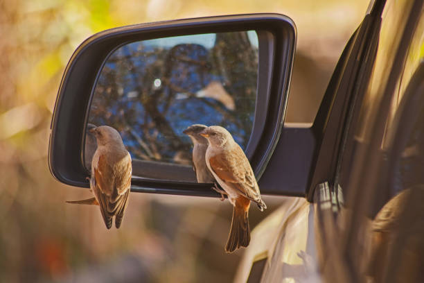 istock Southern Grey-headed Sparrow (Passer diffusus) in the mirror 15496 1501755965