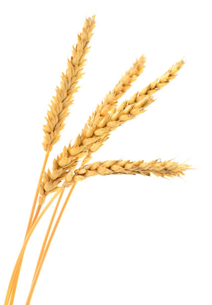 istock Ears of wheat. 1501756748