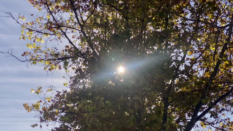 Sun shining through tree canopy