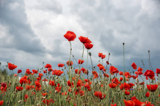 istock Red poppies growing on the field 1501757431