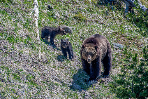 Grizzly bear standing watch over her two small cubs in the Yellowstone Ecosystem in western USA, of North America. Nearest cities are Gardiner, Cooke City, Bozeman, Montana, Cody and Jackson Wyoming, Salt Lake City,Utah and Denver, Colorado.