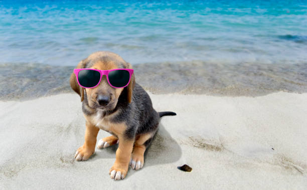 istock dog with sunglasses at tropical beach 1501759365