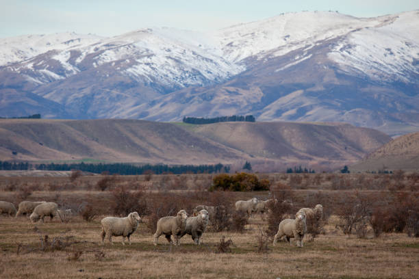 istock New Zealand Romney 1501760234
