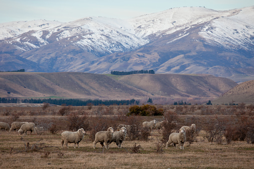 A flock of New Zealand Romney Sheep grazing during winter. The numbers of these livestock have been decreasing due to a slow decline in international wool markets.
