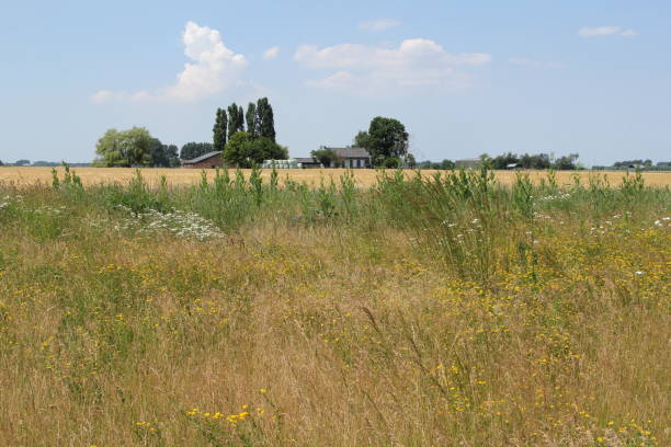 istock a rural landscape with various wildflowers 1501760694