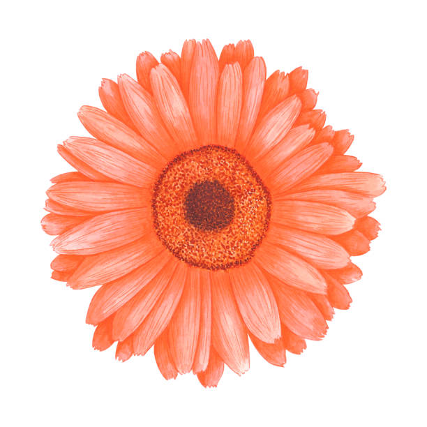 istock Hand drawn watercolor orange calendula flower isolated on white background. Can be used for label, print, banner and post card. 1501760873