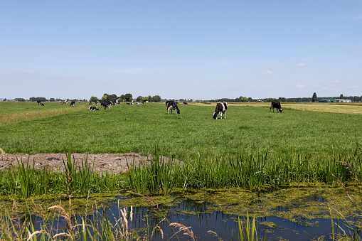 Cows in a fresh grassy field on a summers afternoon, the Netherlands.