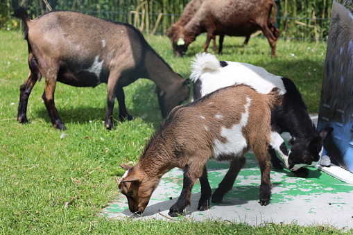 Goats with young goats at farm in Nieuwerkerk aan den IJssel in the Netherlands