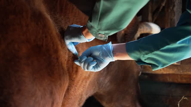Veterinarian inoculates a cow in the neck against anthrax