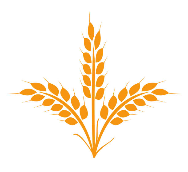 小麦ライ麦穂アイコンは有機農産物のデザインエレメント。ビールのロゴ、成長米の茎、全粒パンの穀物、栄養価の高い大麦畑の穀物の小麦粒を収穫 – ストックベクター画像 - bread cereal plant black food点のイラスト素材／クリップアート素材／マンガ素材／アイコン素材
