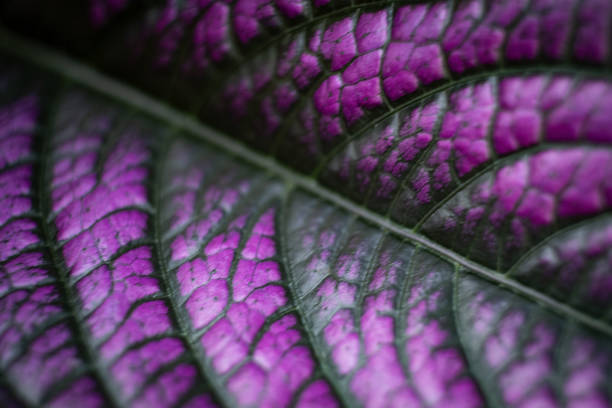 istock Abstract Flowing Movement Concept, Purple Coleus Leaf with Dark Veins 1501764078