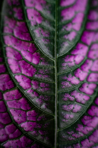 Abstract flowing and moving concept, closeup of purple Coleus leaf with dark ribs, veins.