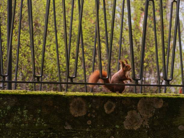 istock Cute squirrel with nutty fur sitting atop a black iron fence on moss-covered surface 1501764105