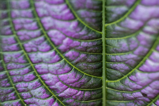 Abstract closeup of flowing ribs and veins on underside of purple coleus leaf suggesting movement.