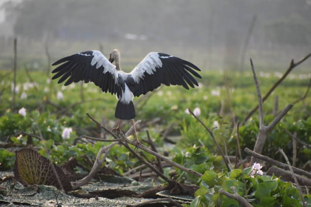 Asian open bill stork spreading it's wings. Asian open bill stork spreading it's wings in Rudrasagar lake in Tripura .with water lily flowers in the lake . phatthalung province stock pictures, royalty-free photos & images