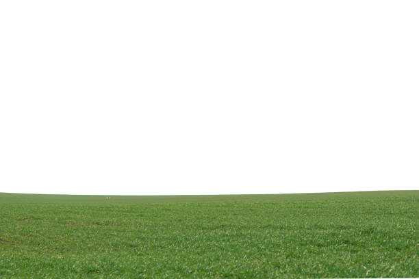 istock Green field as a background.  Green grass in spring isolated on white background. 1501765309