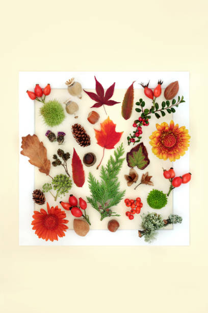 istock Autumn Leaves Flowers Nuts Berry Fruit Background Border 1501765604
