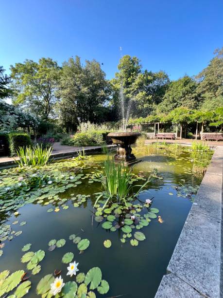 istock Lily pad pond with fountain 1501766008