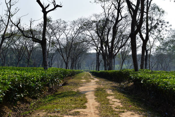istock A dirt road in a tea garden. 1501766022