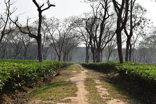 A dirt road in a tea garden of Mekhlipara in Tripura. With tall trees in the image.