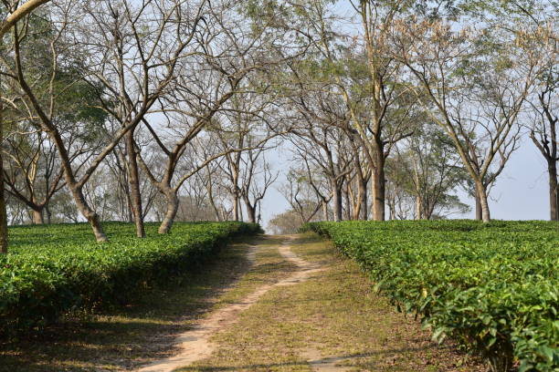 istock A dirt road in a tea garden. 1501766081