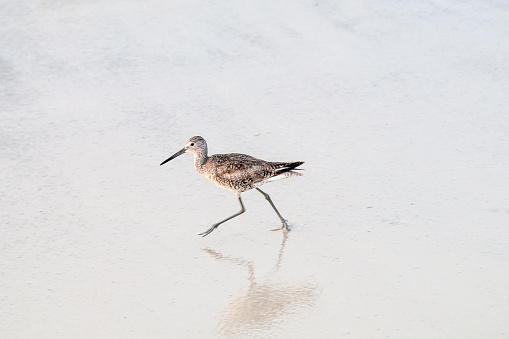 Dowitcher striding across the beach with reflection in water