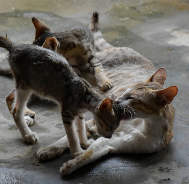 Stray kitten with her puppy