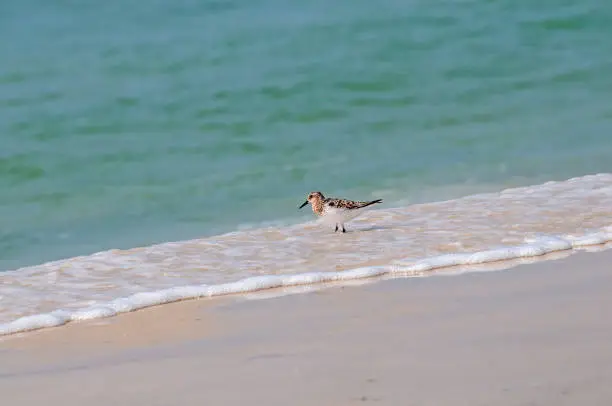Sanderling foraging for food in the surf at Perdido Key, Florida