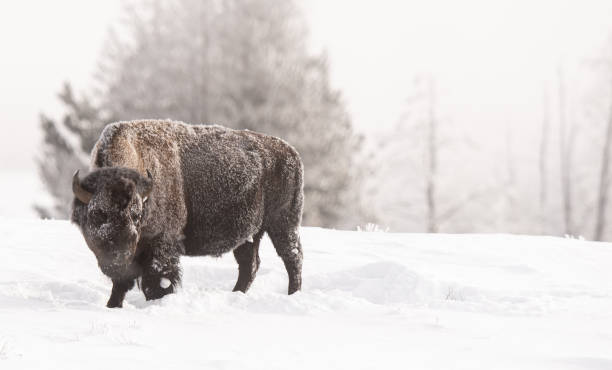 istock Bison foraging for grass under the snow. 1501767161